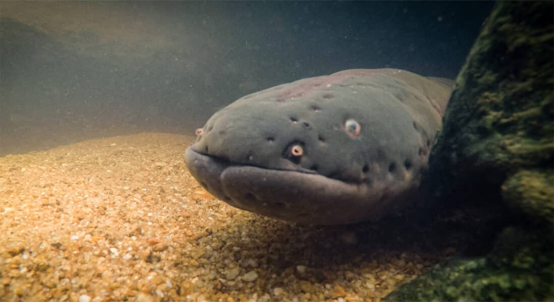 Sidderalen (Electrophorus electricus) nabij de ralich vallen. FOTO : Horacio Stjeward