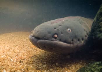 Sidderaal 001 Het statisch geluid van elektrische impulsen, stromend water en verschillende activiteiten van de vissen in de Kabalebo rivier. Allemaal fascinerend voor Wildlife onderzoeker Devika Narain, die begin van het jaar gestart is met het onderzoeken van de Surinaamse sidderalen.