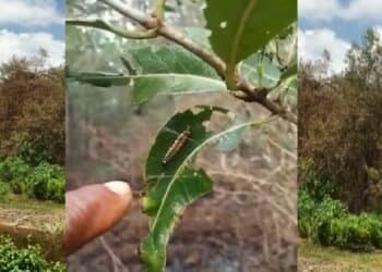 beeld: FB/Ifra Fräser