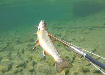 DCIM100GOPROGOPR0246.JPG