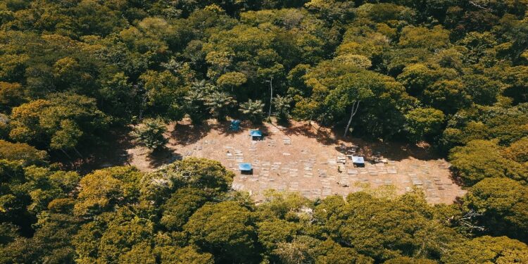 jodensavanne 2 SHATA en Stichting Jodensavanne starten samen het Friends of Jodensavanne-programma om het UNESCO-werelderfgoed in Suriname te beschermen en te versterken. Lees verder voor alle details.