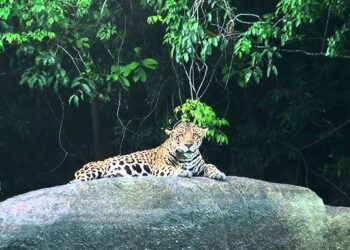 Door klimaat getroffen Jaguars in gevaar door mijnbouwplannen