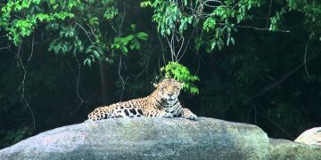 hq720 1 Dit komt enerzijds door het grote voorkomen van bauxiet en andere waardevolle grondstoffen in de bodem, maar ook vanwege het exotische voorkomen van de beschermde en met uitsterven bedreigde katachtige ‘de Jaguar’. In november 2023 heeft de regering aangekondigd dat er een Memory of Understanding (MoU) getekend is met het Chinese mijnbouwbedrijf Chinalco voor het ontginnen van bauxiet. Dit voornemen dreigt nog een gevaar te vormen voor de wilde dieren, waaronder de met uitsterven bedreigde Jaguars en de lokale gemeenschappen die zich voornamelijk in het Kabalebo-gebied bevinden en nu al een strijd voeren tegen klimaatverandering.