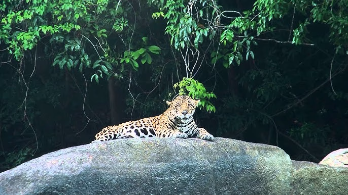 hq720 1 Dit komt enerzijds door het grote voorkomen van bauxiet en andere waardevolle grondstoffen in de bodem, maar ook vanwege het exotische voorkomen van de beschermde en met uitsterven bedreigde katachtige ‘de Jaguar’. In november 2023 heeft de regering aangekondigd dat er een Memory of Understanding (MoU) getekend is met het Chinese mijnbouwbedrijf Chinalco voor het ontginnen van bauxiet. Dit voornemen dreigt nog een gevaar te vormen voor de wilde dieren, waaronder de met uitsterven bedreigde Jaguars en de lokale gemeenschappen die zich voornamelijk in het Kabalebo-gebied bevinden en nu al een strijd voeren tegen klimaatverandering.