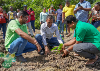 untitled 18 Het ministerie van Landbouw, Veeteelt en Visserij (LVV) heeft een nieuwe Farmers Field School (FFS) gelanceerd op het terrein van agro-ondernemer Ravi Soekhlal aan de Kwattaweg #676 in het district Wanica-A. Deze trainingslocatie, gericht op markoesateelt, maakt deel uit van een breder initiatief om de landbouwsector in Suriname te versterken.