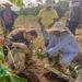Nieuwe trainingen verbeteren controle op plantenziekten in Suriname 11 untitled 2 1536x1183 1 Van 20 tot en met 24 januari 2025 werden deze trainingen verzorgd door specialisten van de Nederlandse Voedsel- en Warenautoriteit (NVWA). De deelnemers bestonden uit medewerkers van NPPO Suriname, Mycologie & Bacteriologie en Nematologie van LVV, evenals vertegenwoordigers van CELOS, PTC, FAI en SNRI/ADRON. Het doel van de training was om de kennis en vaardigheden van inspecteurs te versterken, waardoor zij plantenziektes beter kunnen identificeren en bestrijden.