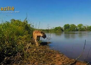jaguar De politie van Paranam onderzoekt naar aanleiding van meerdere meldingen uit Powakka dat een jaguar 's nachts actief is in het dorp...