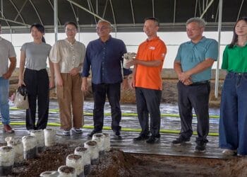 lvv Suriname heeft een nieuwe stap gezet in de ontwikkeling van zijn agrarische sector met de start van een intensieve training in de productie van consumptiepaddenstoelen.