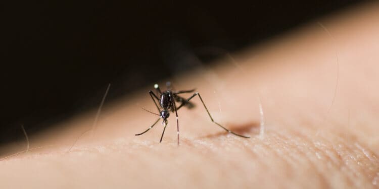 Asian tiger mosquito or forest day mosquito, Aedes albopictus (Stegomyia albopicta),