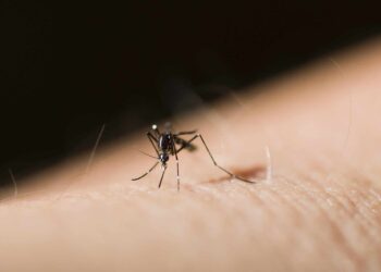Volksgezondheid heeft chemicaliën voor bespuiting binnenkort binnen 5 Asian tiger mosquito or forest day mosquito, Aedes albopictus (Stegomyia albopicta),