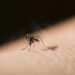 Ministerie van Volksgezondheid waarschuwt voor mogelijke dengue-epidemie in Suriname 10 Asian tiger mosquito or forest day mosquito, Aedes albopictus (Stegomyia albopicta),