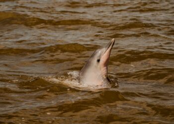 De rivierdolfijnen zijn niet alleen prachtig om te zien, maar vervullen ook een essentiële rol in het ecosysteem van onze rivieren en kustwateren. (Foto: Horacio Stjeward)