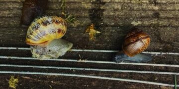 slakken Het ministerie van Volksgezondheid ontkracht geruchten over een verhoogd risico op meningitis door slakken in woonwijken zoals Flora Zuid. Volgens het ministerie is er geen medisch of wetenschappelijk bewijs voor deze beweringen.