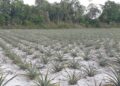 Pineapplefield pierrekondre De Inheemse vrouwencoöperatie Asajakaweno in Pierre Kondre (district Para) heeft een belangrijke stap gezet in de professionalisering van haar ananasverwerking.