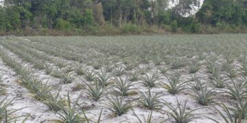 Pineapplefield pierrekondre De Inheemse vrouwencoöperatie Asajakaweno in Pierre Kondre (district Para) heeft een belangrijke stap gezet in de professionalisering van haar ananasverwerking.