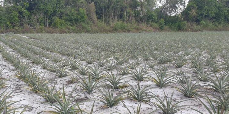 Pineapplefield pierrekondre De Inheemse vrouwencoöperatie Asajakaweno in Pierre Kondre (district Para) heeft een belangrijke stap gezet in de professionalisering van haar ananasverwerking.