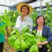 Suriname Agricultural Technical Cooperation Center 01 President Jennifer Simons heeft tijdens een bezoek aan het China-Aid Suriname Agricultural Technical Cooperation Center in Saramacca onderstreept dat de landbouwsector in Suriname in versneld tempo moet worden ontwikkeld.