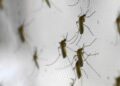muskieten De Pan-Amerikaanse Gezondheidsorganisatie (PAHO) roept landen in de Amerika’s op om de surveillance en de bestrijding van ziekte-overbrengende insecten te versterken.