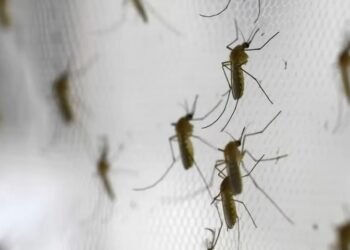 muskieten De Pan-Amerikaanse Gezondheidsorganisatie (PAHO) roept landen in de Amerika’s op om de surveillance en de bestrijding van ziekte-overbrengende insecten te versterken.