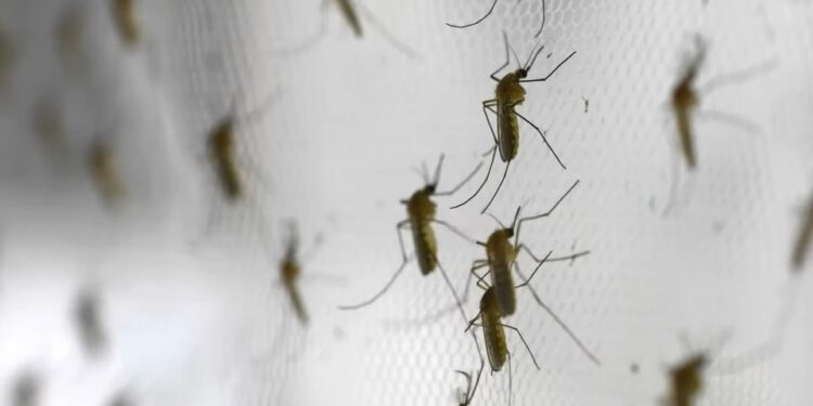 muskieten De Pan-Amerikaanse Gezondheidsorganisatie (PAHO) roept landen in de Amerika’s op om de surveillance en de bestrijding van ziekte-overbrengende insecten te versterken.
