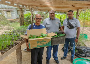 556087873 1110040391300417 5672618727306184766 n Het ministerie van LVV heeft op 25 september 2025 ruim 135 groenteplantjes gedoneerd aan de penitentiaire inrichting Santo Boma. De donatie, onder leiding van minister Mike Noersalim, is bedoeld om tuinbouw binnen de inrichting te stimuleren, gezonde voeding te bevorderen en gedetineerden praktische landbouwvaardigheden mee te geven. Het project draagt bij aan re-integratie en laat zien hoe landbouw kan bijdragen aan maatschappelijke doelen.
