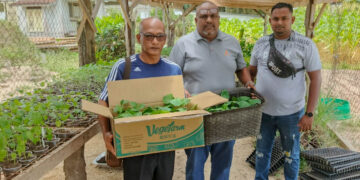 556087873 1110040391300417 5672618727306184766 n Het ministerie van LVV heeft op 25 september 2025 ruim 135 groenteplantjes gedoneerd aan de penitentiaire inrichting Santo Boma. De donatie, onder leiding van minister Mike Noersalim, is bedoeld om tuinbouw binnen de inrichting te stimuleren, gezonde voeding te bevorderen en gedetineerden praktische landbouwvaardigheden mee te geven. Het project draagt bij aan re-integratie en laat zien hoe landbouw kan bijdragen aan maatschappelijke doelen.