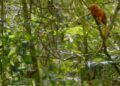 gouden leeuwaapje De Braziliaanse federale politie lanceerde op 17 september operatie Segundo Mandamento tegen de illegale handel in wilde dieren, na de ontdekking van gesmokkelde gouden leeuwaapjes in Suriname en Togo. In Rio de Janeiro werden huiszoekingen gedaan en tegoeden bevroren. De verdachten worden ook verdacht van internationale handel en witwaspraktijken.