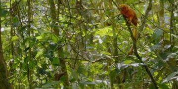 gouden leeuwaapje De Braziliaanse federale politie lanceerde op 17 september operatie Segundo Mandamento tegen de illegale handel in wilde dieren, na de ontdekking van gesmokkelde gouden leeuwaapjes in Suriname en Togo. In Rio de Janeiro werden huiszoekingen gedaan en tegoeden bevroren. De verdachten worden ook verdacht van internationale handel en witwaspraktijken.