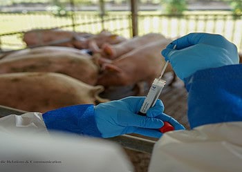 lvv swine flu combat Suriname zet een belangrijke stap in de regionale strijd tegen African Swine Fever (ASF) door het versterken van de surveillance- en responscapaciteiten binnen CARICOM-lidstaten. Op 15 en 16 september organiseerde het ministerie van Landbouw, Veeteelt en Visserij (LVV) een speciale tweedaagse trainingssessie..