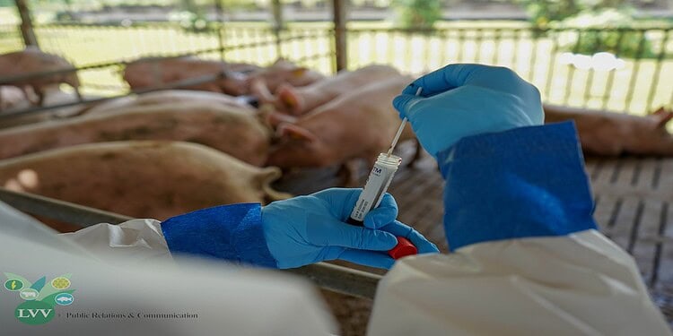 lvv swine flu combat Suriname zet een belangrijke stap in de regionale strijd tegen African Swine Fever (ASF) door het versterken van de surveillance- en responscapaciteiten binnen CARICOM-lidstaten. Op 15 en 16 september organiseerde het ministerie van Landbouw, Veeteelt en Visserij (LVV) een speciale tweedaagse trainingssessie..