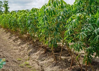 481073519 948707134100411 7599562081232343306 n 1536x1024 1 Het ministerie van Landbouw, Veeteelt en Visserij (LVV) vraagt om alertheid voor Cassava witches’ broom disease (CWBD, ‘heksenbezem’) in de regio. Paniek is niet nodig; snelle melding en samenwerking wel.