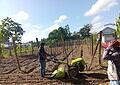 LVV helpt agrariërs in Wanica-A via ‘Meet the Farmer’ 2 570292572 1133666815604441 7718205049591535512 n Het ministerie van Landbouw, Veeteelt en Visserij (LVV) heeft donderdag 23 oktober 2025 een werkbezoek gebracht aan landbouwer Dew Sewradj in Kwatta. In het kader van ‘Meet the Farmer’ werd 775 m² akkerland geploegd met inzet van ministeriële machines.