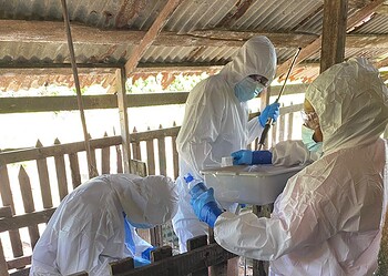 AVP 1 Het Directoraat Veeteelt van het ministerie van LVV is begonnen met een pilotonderzoek naar Afrikaanse Varkenspest (AVP) in diverse districten. Het onderzoek moet de dreiging van AVP in Suriname in kaart brengen en vormt een belangrijke stap in de nationale paraatheid.