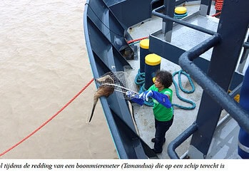 Screenshot 2025 10 19 131542 Green Heritage Fund Suriname (GHFS) markeert op 24 oktober 2025 haar 20-jarig bestaan met een driedaags workshopprogramma (22–24 oktober) in Paramaribo. Centraal staan duurzame samenwerking met het bedrijfsleven en de bijdrage aan de Sustainable Development Goals, met name SDG 17 (partnerschappen).