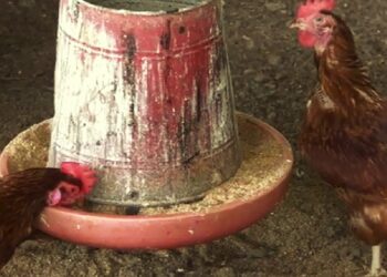 kippen De Caribbean Poultry Association (CPA) blijft inzetten op het vergroten en diversifiëren van de pluimveesector in het Caricom-gebied. Dat heeft het bestuur onder leiding van voorzitter Hamant Mahabir bevestigd tijdens de 46e bestuursvergadering op 9 oktober 2025.