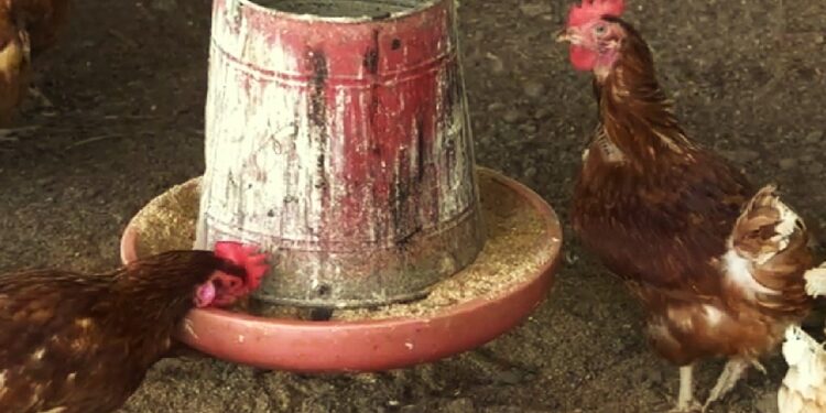 Caribbean Poultry Association wil productie kip en eieren in Caricom fors opschalen 1 kippen De Caribbean Poultry Association (CPA) blijft inzetten op het vergroten en diversifiëren van de pluimveesector in het Caricom-gebied. Dat heeft het bestuur onder leiding van voorzitter Hamant Mahabir bevestigd tijdens de 46e bestuursvergadering op 9 oktober 2025.