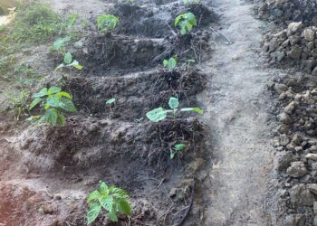 LVV ondersteunt SO VSO school Welgedacht C 3 De SO/VSO-school Welgedacht C heeft extra ondersteuning gekregen van het ministerie van Landbouw, Veeteelt en Visserij (LVV). Het LVV-ressort Wanica D te Lelydorp, onder leiding van ressortleider Ruben Piroe, schonk 150 groenteplantjes aan de school. Daarmee komt het totaal aantal geschonken plantjes op 210, aangezien Welgedacht C eerder al 60 plantjes ontving.