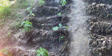 LVV ondersteunt SO VSO school Welgedacht C 3 De SO/VSO-school Welgedacht C heeft extra ondersteuning gekregen van het ministerie van Landbouw, Veeteelt en Visserij (LVV). Het LVV-ressort Wanica D te Lelydorp, onder leiding van ressortleider Ruben Piroe, schonk 150 groenteplantjes aan de school. Daarmee komt het totaal aantal geschonken plantjes op 210, aangezien Welgedacht C eerder al 60 plantjes ontving.