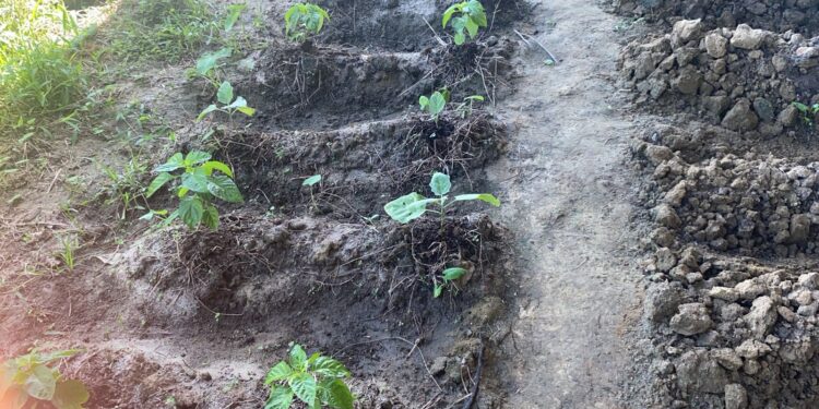 LVV geeft plantjes als ondersteuning aan school Welgedacht C 1 LVV ondersteunt SO VSO school Welgedacht C 3 De SO/VSO-school Welgedacht C heeft extra ondersteuning gekregen van het ministerie van Landbouw, Veeteelt en Visserij (LVV). Het LVV-ressort Wanica D te Lelydorp, onder leiding van ressortleider Ruben Piroe, schonk 150 groenteplantjes aan de school. Daarmee komt het totaal aantal geschonken plantjes op 210, aangezien Welgedacht C eerder al 60 plantjes ontving.