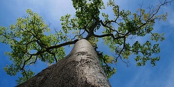 kankantrie 1000x630 Een 50-jarige man is dinsdagochtend 25 november 2025 zwaargewond geraakt na een val uit een kankantrieboom in Paranam. Het politiebureau Paranam kreeg die ochtend de melding van het incident.