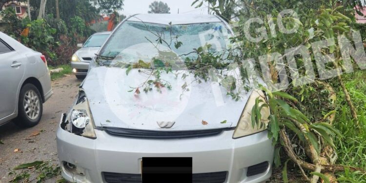 Boomtak valt op rijdende auto aan Magentaweg, geen gewonden 1 607058978 122335208552001925 7870142392833309608 n e1767059673214 Een boomtak viel zondag op een auto aan de Magentaweg, gelukkig zonder gewonden. Lees verder voor meer details over dit onverwachte voorval.