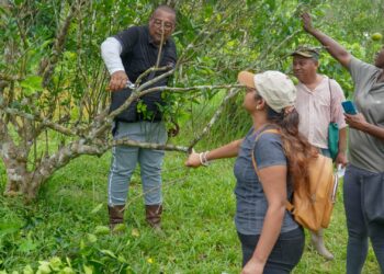 lvv 2 LVV versterkt citruskennis met een praktische vierdaagse training in Saramacca. Ontdek hoe dit bijdraagt aan duurzame groei in de sector. Lees meer in het artikel!