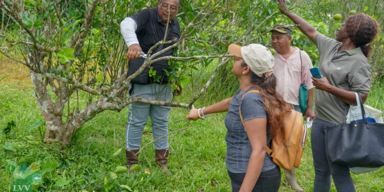 LVV rondt vierdaagse citrustraining in Saramacca af 1 lvv 2 LVV versterkt citruskennis met een praktische vierdaagse training in Saramacca. Ontdek hoe dit bijdraagt aan duurzame groei in de sector. Lees meer in het artikel!