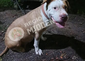 608655296 122305039136011040 4920334738082344083 n Een verwarde Shar Pei–Pitbull-teef is gevonden aan de Indira Gandhiweg en tijdelijk opgevangen. Herkent u haar? Lees verder hoe u kunt helpen.