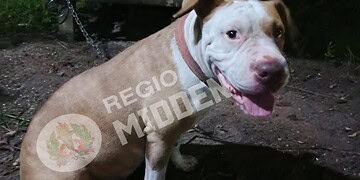 608655296 122305039136011040 4920334738082344083 n Een verwarde Shar Pei–Pitbull-teef is gevonden aan de Indira Gandhiweg en tijdelijk opgevangen. Herkent u haar? Lees verder hoe u kunt helpen.