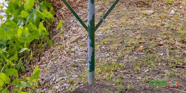 LVV start weer met pluimveetrainingen voor jongeren en beginnende kwekers 1 LVV start landelijke pluimveetrainingen voor jongeren en startende kwekers 2 Het ministerie van Landbouw, Veeteelt en Visserij (LVV) start weer met landelijke pluimveetrainingen voor mensen die willen beginnen met het houden van kippen. De gratis reeks is vooral bedoeld voor jongeren en voortijdige schoolverlaters en moet de pluimveesector sneller laten groeien door kennis, begeleiding en nazorg te bieden.