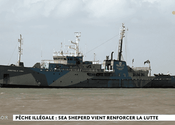 Sea Shepherd kondigt actie aan tegen illegale visserij in Frans-Guyanese wateren 6 Screenshot 2026 02 16 095323 De Franse mariene natuurbeschermingsorganisatie Sea Shepherd France bereidt een operatie voor in de wateren van Frans-Guyana, waar de visbestanden volgens lokale autoriteiten en vissers al jaren sterk onder druk staan. In Franse berichtgeving wordt illegale visserij door vaartuigen uit onder meer Brazilië, Suriname en Guyana genoemd als een belangrijke oorzaak van de achteruitgang.