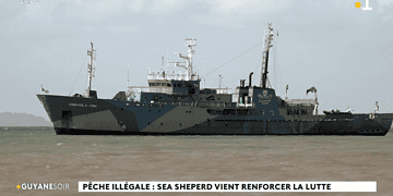 Screenshot 2026 02 16 095323 De Franse mariene natuurbeschermingsorganisatie Sea Shepherd France bereidt een operatie voor in de wateren van Frans-Guyana, waar de visbestanden volgens lokale autoriteiten en vissers al jaren sterk onder druk staan. In Franse berichtgeving wordt illegale visserij door vaartuigen uit onder meer Brazilië, Suriname en Guyana genoemd als een belangrijke oorzaak van de achteruitgang.