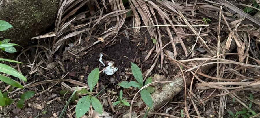 Één van de sporen die door de zoekteams is gevonden in het bos achter Colakreek.