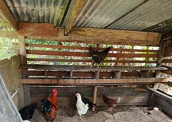 29a8e7ea f25f 43e6 88ed 72fe99c303d0 Functionarissen van het directoraat Veeteelt van het ministerie van Landbouw, Veeteelt en Visserij (LVV) hebben onlangs een oriëntatiebezoek gebracht aan Asidonhopo en omliggende dorpen in het Boven-Surinamegebied. Het bezoek vond plaats op uitnodiging van granman Albert Aboikoni, die in Asidonhopo zetelt.